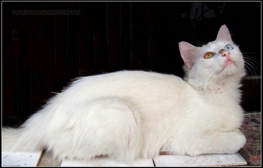 波斯猫(小型猫科哺乳动物)_360百科