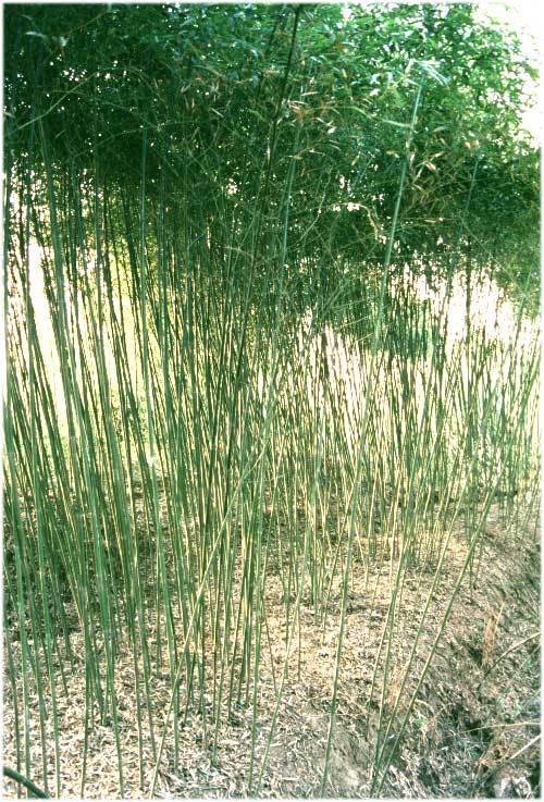 短穗竹属(植物)