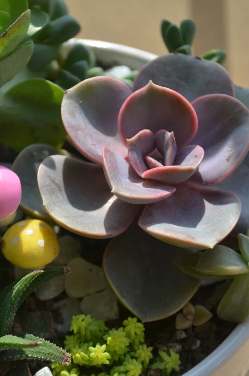 紫珍珠 (植物)