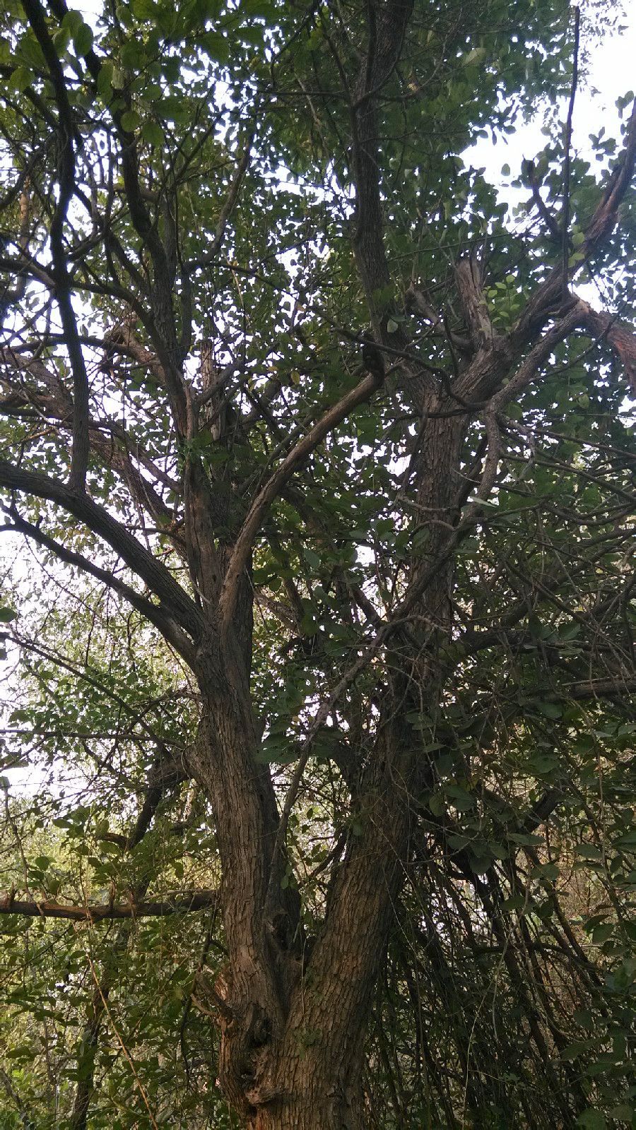 柘子树 (植物)