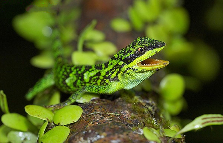 宜兰攀蜥其他生物相关