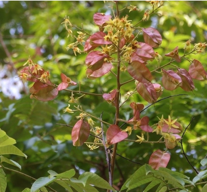 北栾树 (植物)