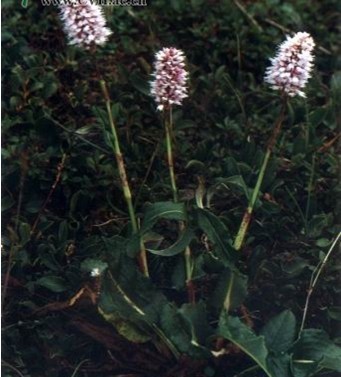 倒根蓼(植物)