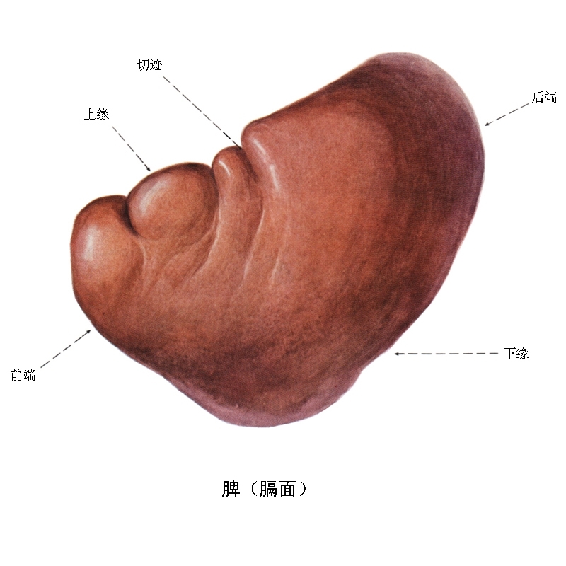 五脏六腑