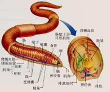 蚯蚓