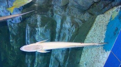 白短鮣(动物)白短鮣(学名:remora albescens)为鮣科短鮣属的鱼类.