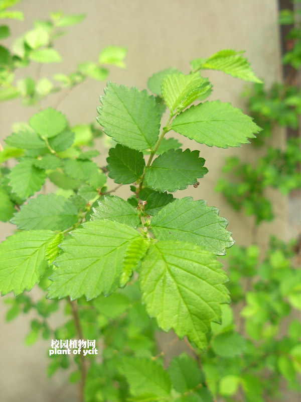 榆叶蚊子草(植物)_技点百科