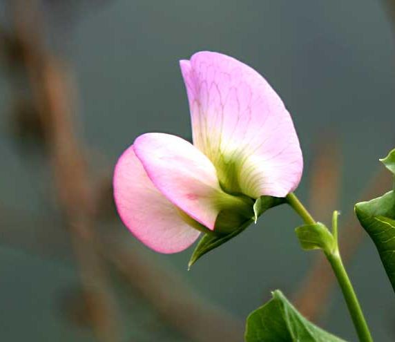 豌豆花 (植物)