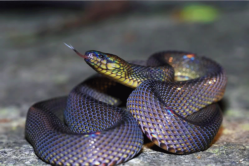 标蛇身体细长,四肢退化,身体表面覆盖鳞片,蛇虽细长却是脊椎动物.