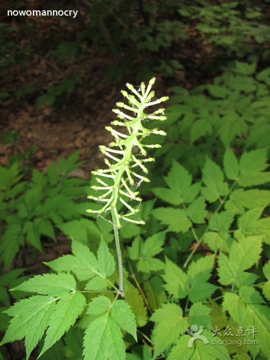 类叶升麻属(植物)