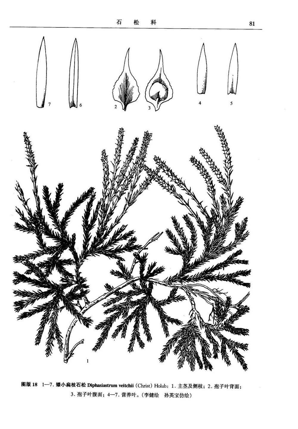 矮小扁枝石松(植物)