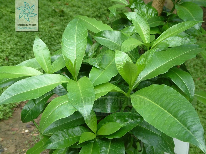 风湿木(植物)风湿木,龙胆目夹竹桃科植物,分布于广西西南部.