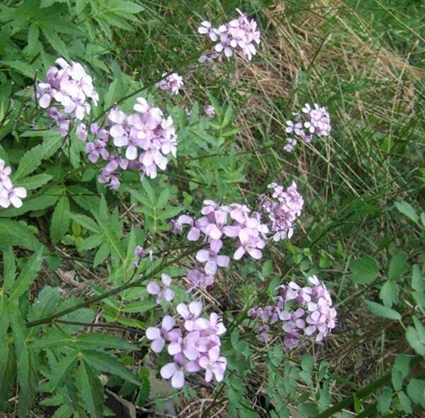 石芥菜植物