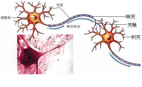 细胞膜内负电位向减小的方向变化称为_导线测量 真子午线方向;磁子午线方向;坐标纵轴方向_电位变化