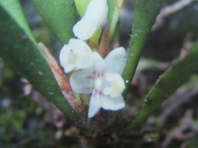 牛角兰(植物)