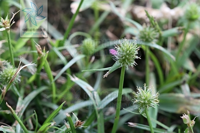 矮短叶水蜈蚣 (植物)