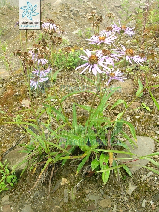 凉山紫菀 (植物)
