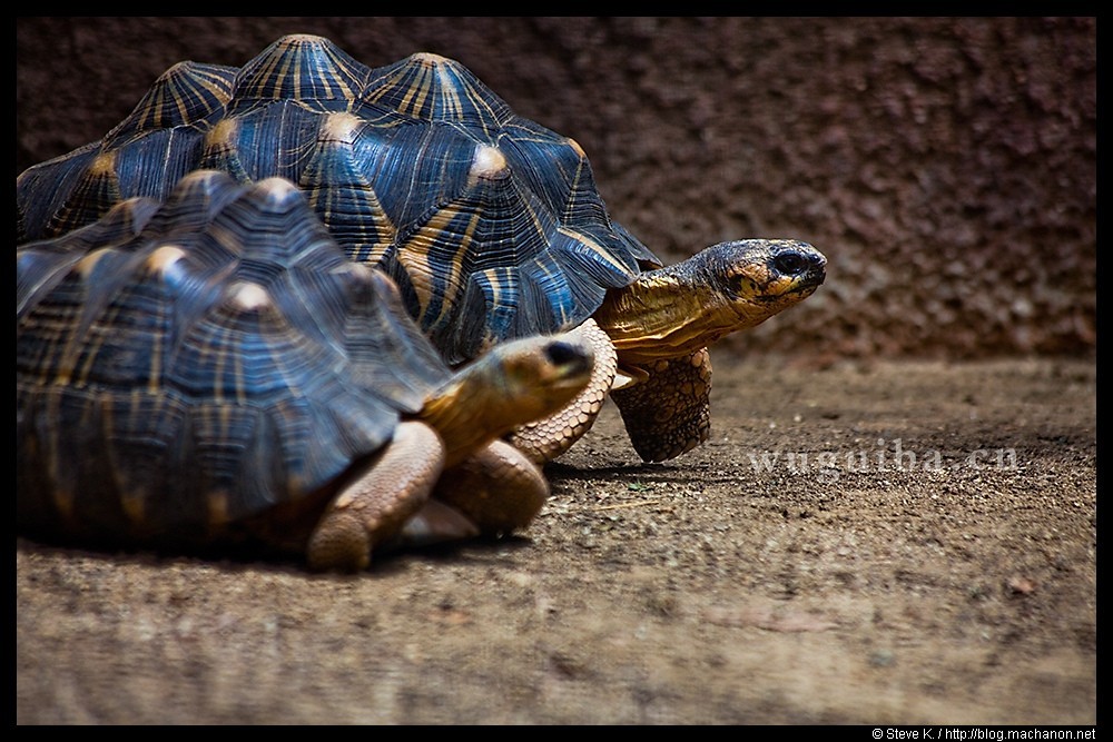 astrochelys radiata,英文名称﹕radiated tortoise)又名辐射龟,属于