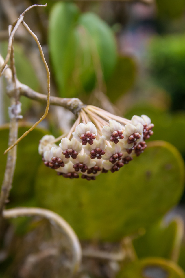 凹叶球兰(植物)