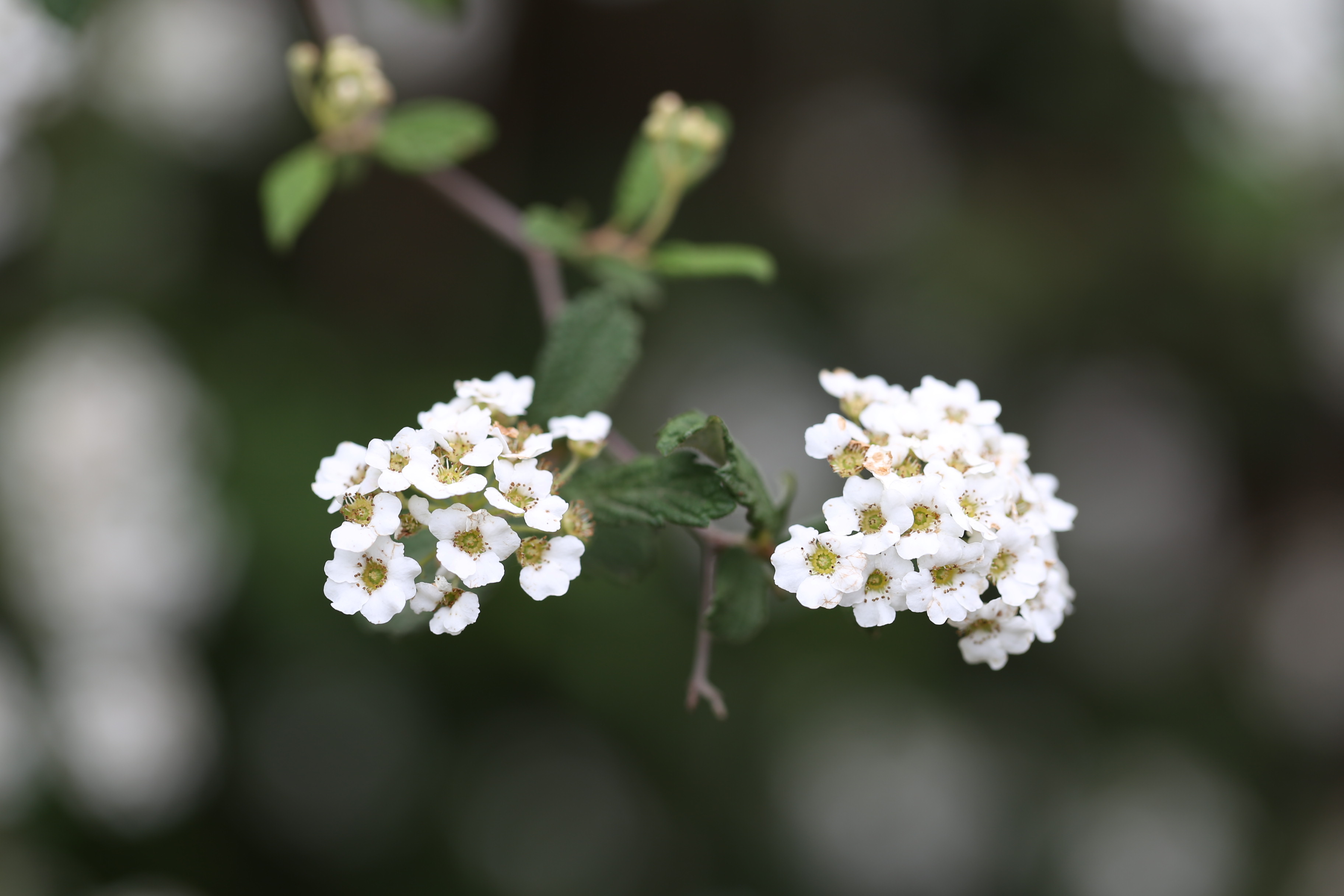 毛花绣线菊(植物)_技点百科