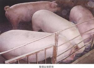 白猪是以烟台黑猪为母本,以丹系长白猪为第一父本,以施格猪为第二父本