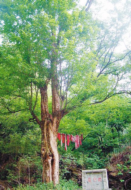 模式标本的原产地是汉中市留坝县的庙台子,所以命名为庙台槭,地方名叫