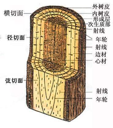 弦切面(科学名词)