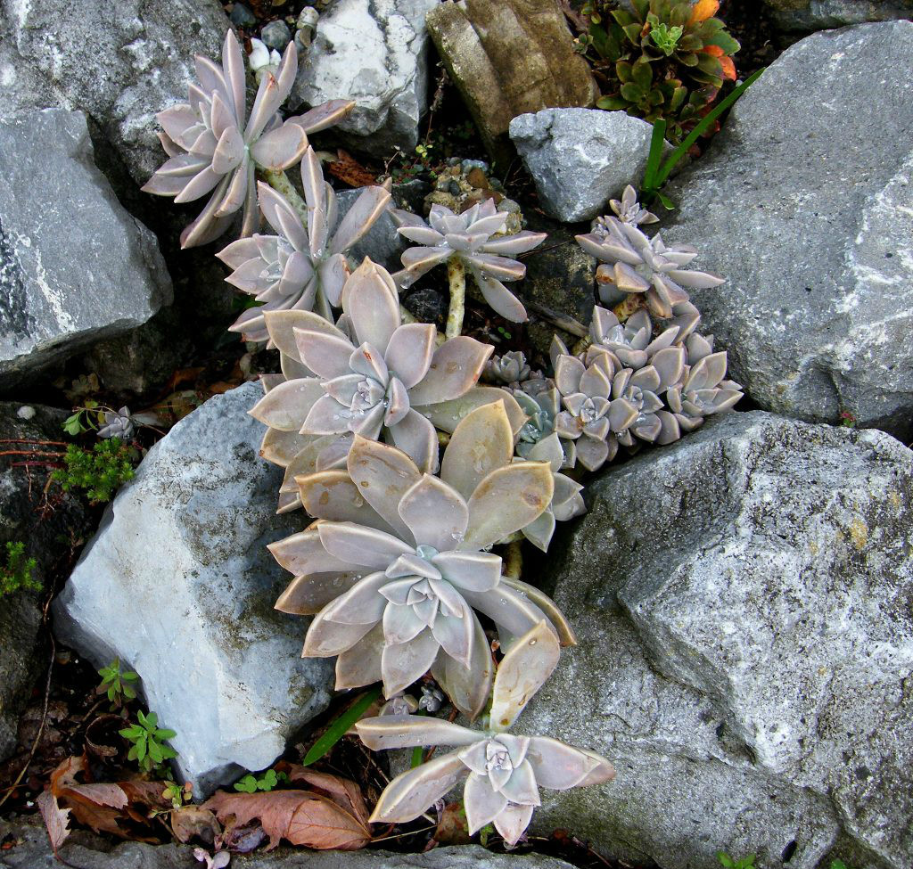 胧月植物