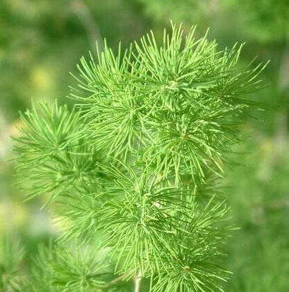 天冬草(中医学与中药学)