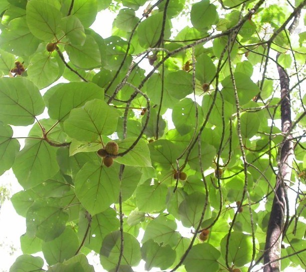 冠毛榕植物