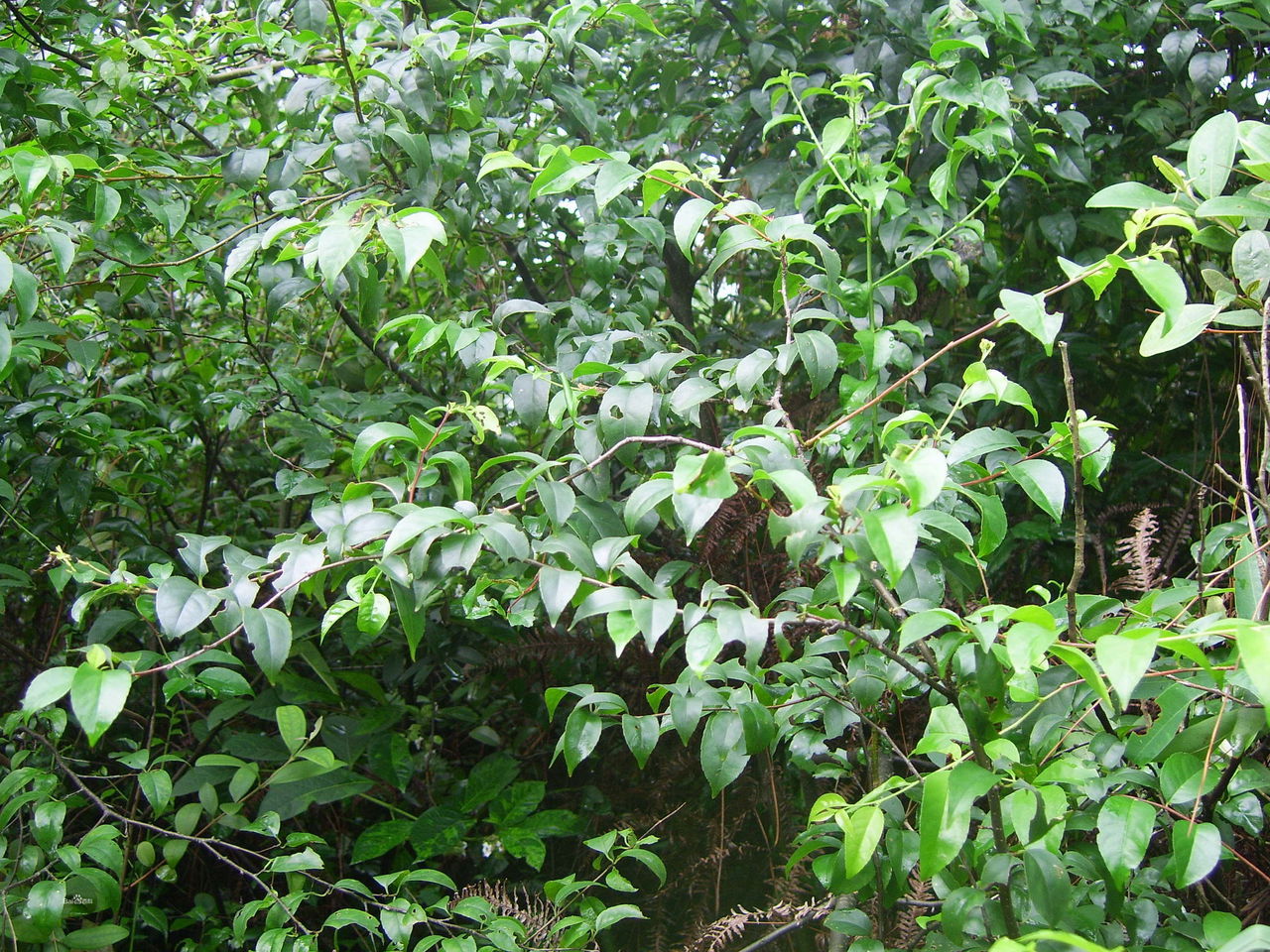 金包银(植物)