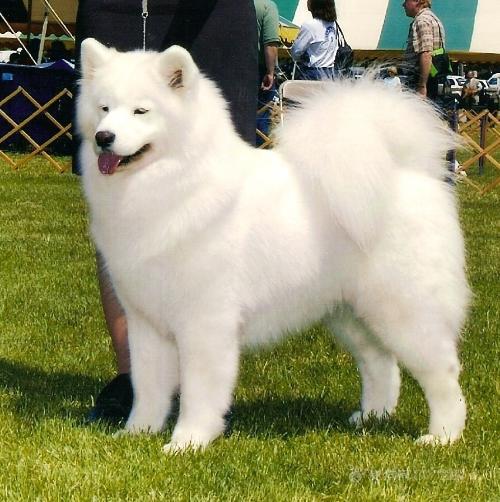 萨摩耶犬