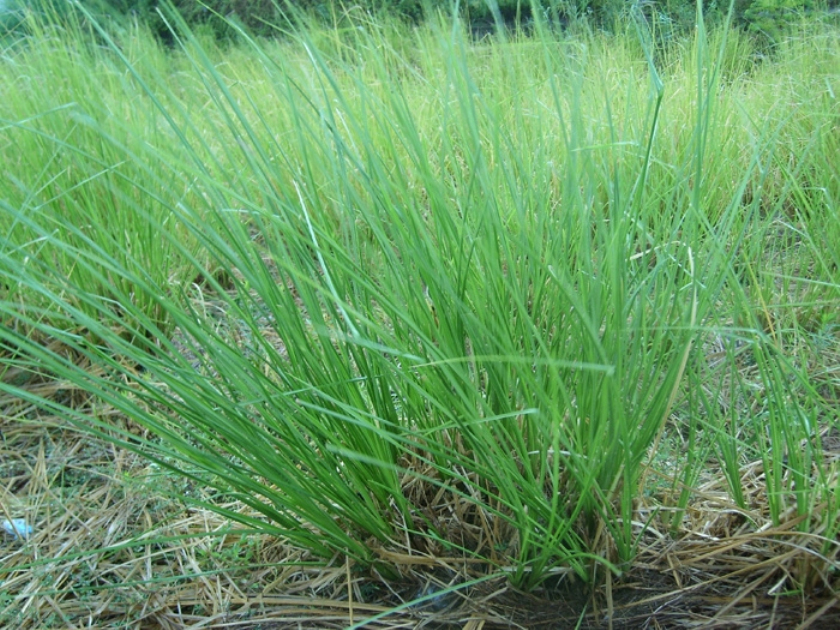 nash)是禾本科,香根草属多年生粗壮草本植物.