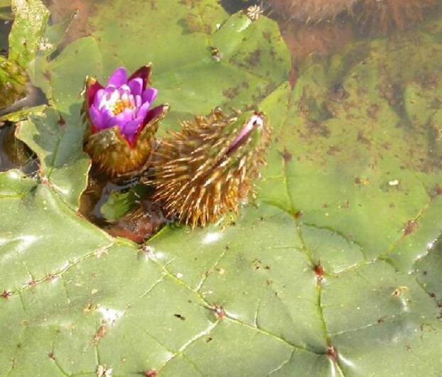 芡实植物