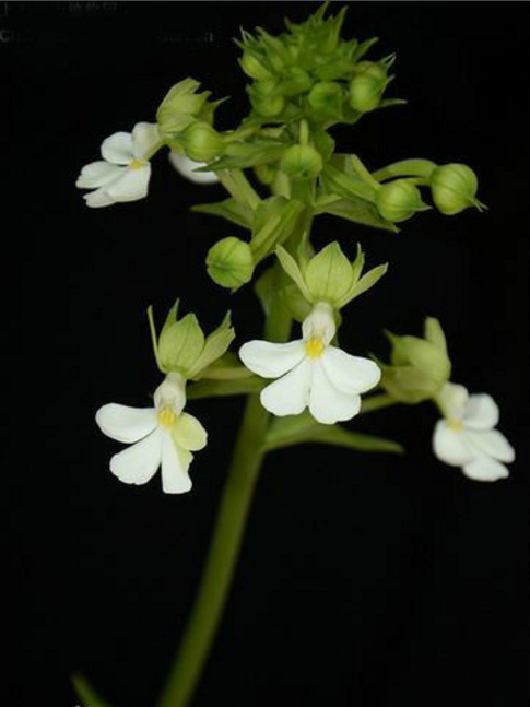 银带虾脊兰 (植物)