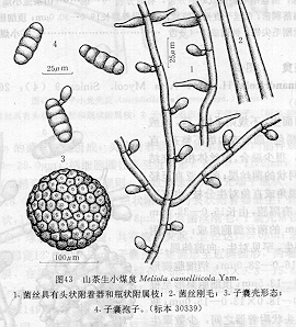 名:meliolacamelliicola)是属于小煤炱目小煤炱科小煤炱属的一种真菌