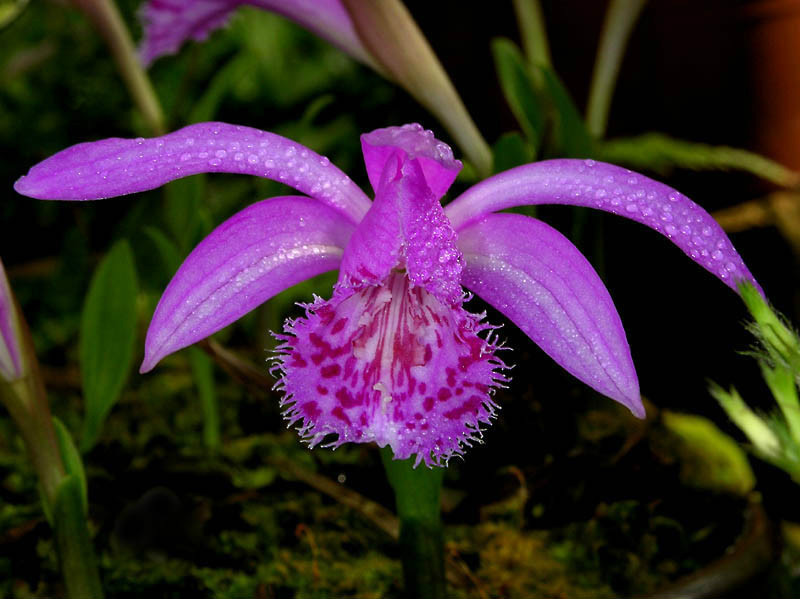 独蒜兰(植物)