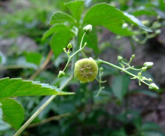 大籽雪胆(植物)