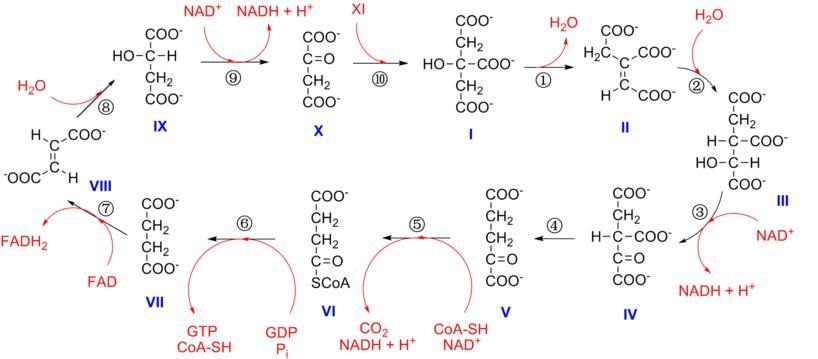 折叠 编辑本段总化学反应式 折叠反应式 acetyl-coa   3 nad   fad