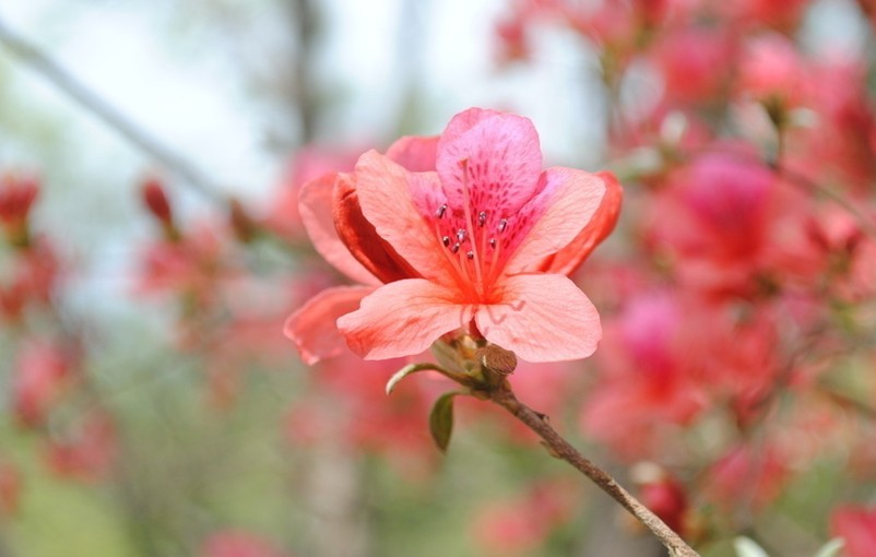 无锡市市花 (植物)