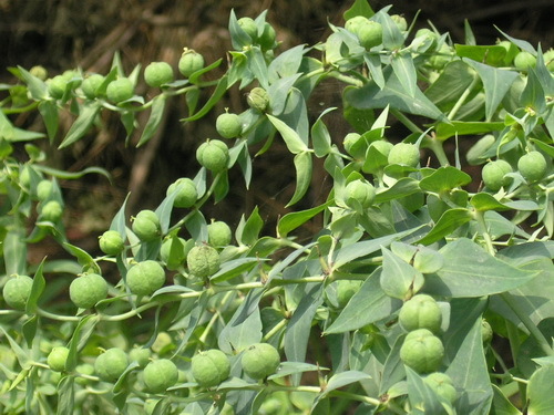 续随子植物