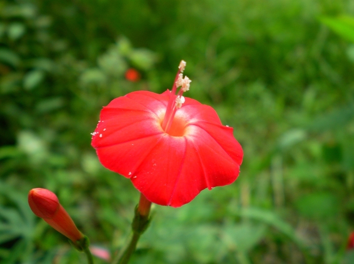 茑萝属 (植物)