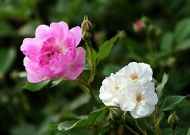 野蔷薇七姐妹(植物)