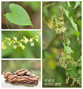 何首乌(植物)