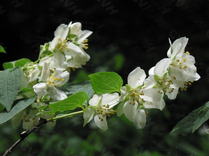 山梅花(植物)