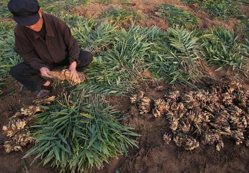 川东姜 (植物)