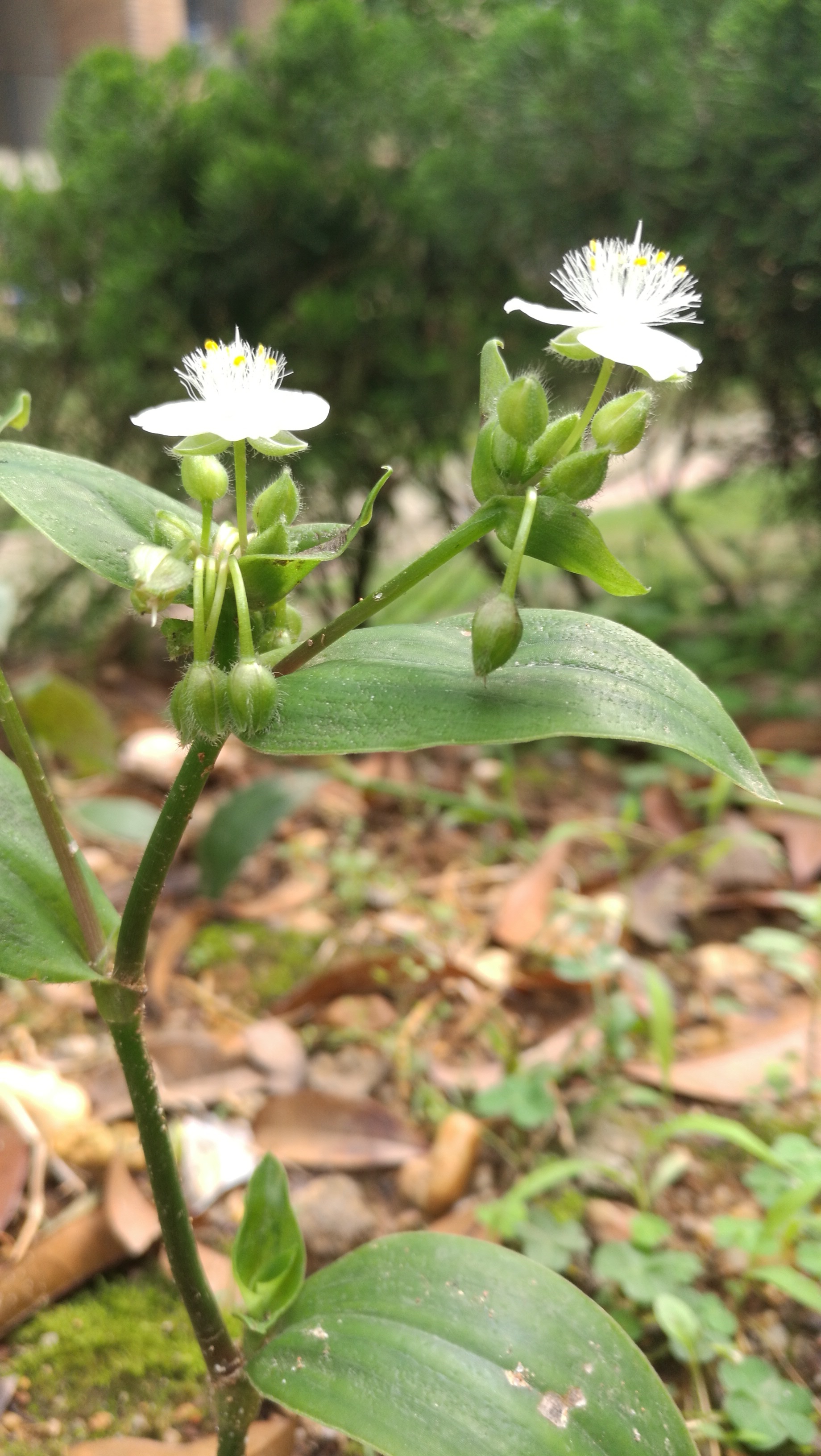 白花紫鸭跖草 (植物)