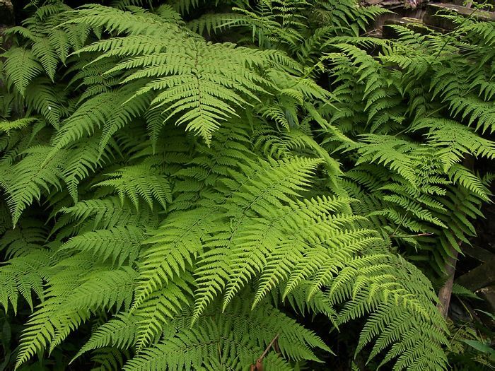 大叶叉蕨(植物)