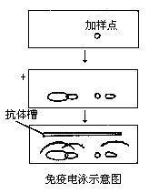 名称 免疫电泳(immune electrophoresis)是将区带电泳和双向琼脂扩散