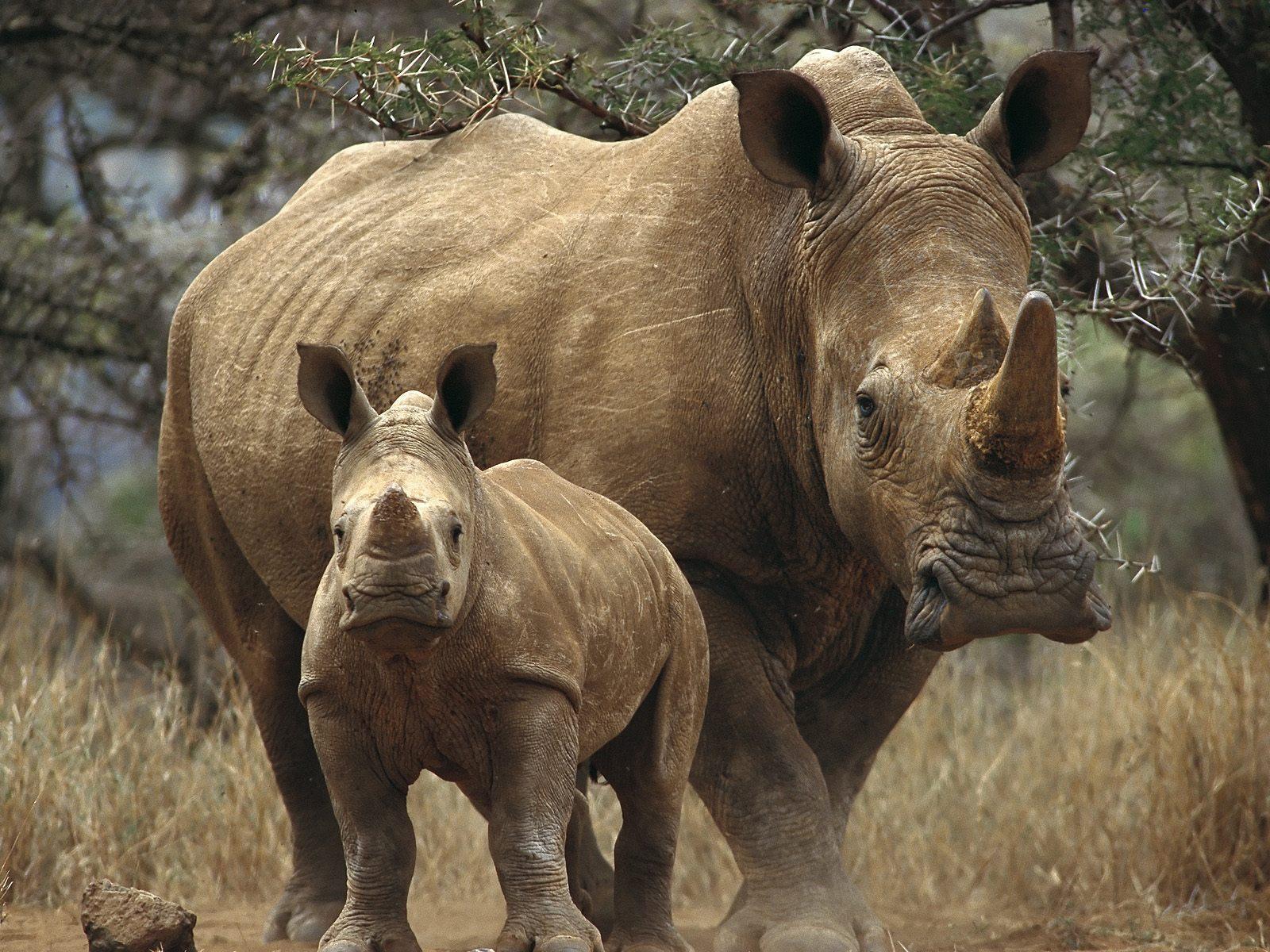 犀科(动物)犀科(学名:rhinocerotidae,哺乳类犀牛的总称,是最大的